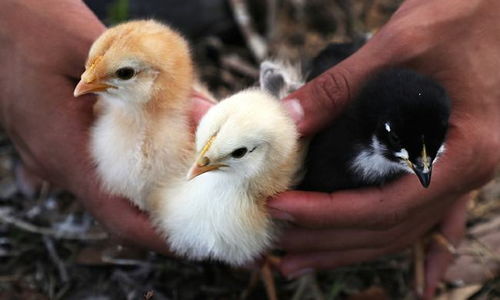 美國最大肉類加工廠暴發禽流感，24萬只家禽感染引發行業關注