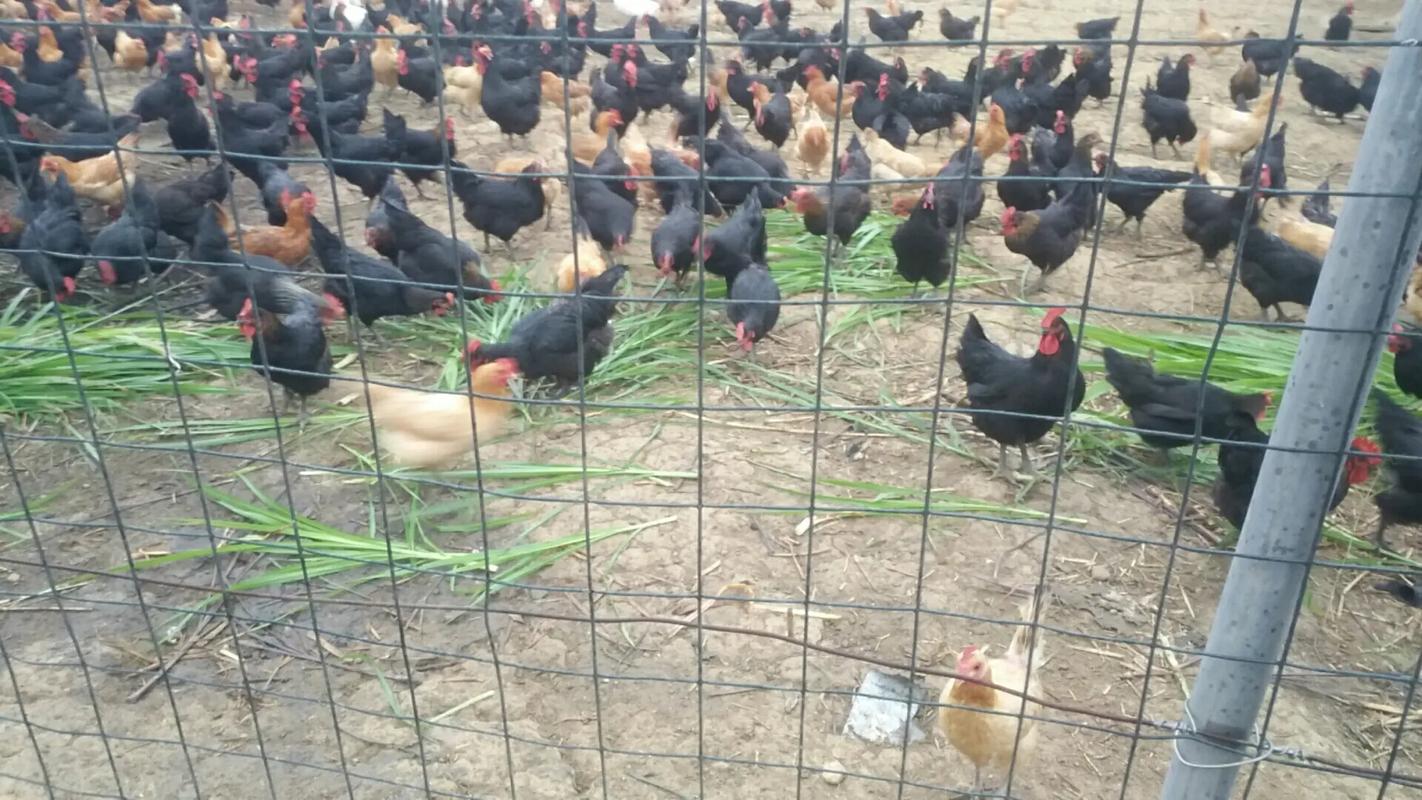 農家散養土雞——回歸自然的美味與健康