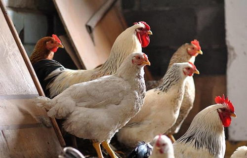 高溫來襲！最全面的雞場防暑降溫寶典，讓家禽安然度夏