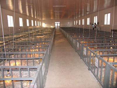 從實驗基地到生態牧場 探索現代家畜養殖的創新之路