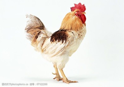 家禽家畜養殖 從公雞到小雞的動物圖鑒與養殖要訣