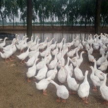 四川億鑫和家禽育種有限責(zé)任公司 優(yōu)質(zhì)家禽供應(yīng)的行業(yè)先鋒